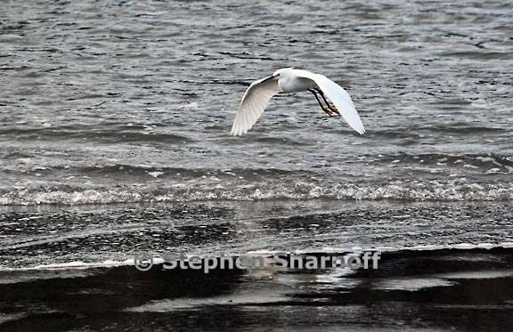 egret 3782 1 graphic